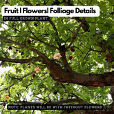 Kalpa Vriksha (Kalpa Taru)  Live Plant (Home & Garden)