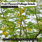 Karuvelam (Acacia nilotica / Indian Gum Arabic Tree)