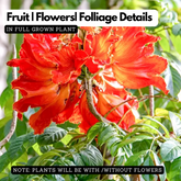 Spathodea |Spathodea campanulata (Avenue Tree)Live Plant (Home & Garden)