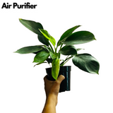 Philodendron Imperial Green - Live Plant (Home & Garden)