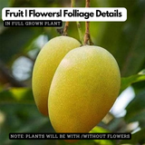 Mallika Mango Live Plant (Mangifera indica) Fruit Live Plant (Home & Garden)