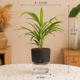Areca Palm Live Indoor Air Purifier Plant in 6 Inch Self Watering Pot | Perfect for Home & Office Décor (Pot Colour May Vary Depending On Availability)