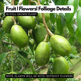 Birth Star : Hasta|Atham|Astham (Plant: Ambazham-Spondias Pinnata |Azadirachta Indica|Jasminum Grandiflorum) (Home & Garden)