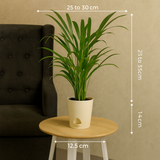 Areca Palm (Dypsis lutescens) | Air Purifying Natural Live Plant in Self Watering Pot | Indoor Outdoor Plant for Home & Office Décor (Pot Colour May Vary)
