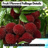 Pulasan Fruit / Philosan (Nephelium mutabile)Grafted Fruit Live Plant (Home & Garden)