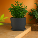 Nora Rotomolded Pots And Tray for Home & Garden (Pack of 1)