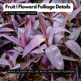 Setcreasea Purpurea(Purple Heart) Live Plant (Home & Garden)