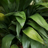 Cast Iron Plant (Aspidistra elatior) Live Plant (Home & Garden)