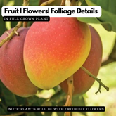 Sindoor Mango(Mangifera indica) Fruit Live Plant (Home & Garden)