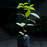 White Rambai (Baccaurea Motleyana) Seedling Fruit Plant (Home & Garden Plants)