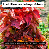 Acalypha Red Plant (Home & Garden)