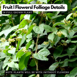 Chakkarakkolli (Gymnema sylvestre) Live Plant(Home & Garden)