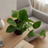 Green Money Plant (Epipremnum aureum) In 4 Inch Pot| Indoor Air Purifying Ornamental Live Plant | Easy to Grow | Ideal for Home, Office & Gifting