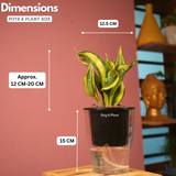 Sansevieria Crooked / Snake Plant (Dracaena trifasciata)- Live Plant (With 5 Inch Self-Watering Pot & Plant)