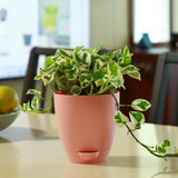 Hug A Plant | Smart Aqua for Home & Garden