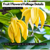 Hirwa Chafa Plant/Hari Champa/Green Champa Live Plant (Home & Garden)