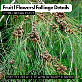 Casuarina Equisetifolia (Kattadi) Live Plant(Home & Garden)