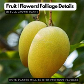 Amrutham Mango Grafted (Mangifera indica) Fruit Live Plant (Home & Garden)