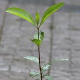 Red Nance Fruit (Byrsonima Crassifolia) Seedling Fruit Plant (Home & Garden Plants)