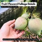 Olor Mango Live Plant | Aroor Olor/Olore Mango (Mangifera indica) Fruit Live Plant (Home & Garden)