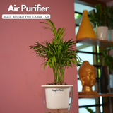 Chamaedorea Palm (Chamaedorea seifrizii) - Live Plant (With 5 Inch Self-Watering Pot & Plant)