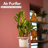 ZZ Plant Green (Zamioculcas zamiifolia) - Live Plant ( With 5 Inch Self-Watering Pot & Plant)