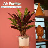 Calathea insignis (Goeppertia insignis) - Live Plant (With 5 Inch Self-Watering Pot & Plant)