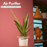 Sansevieria Silver Princess / Snake Plant (Sansevieria trifasciata)- Live Plant (With 5 Inch Self-Watering Pot & Plant)