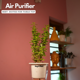 Jade Plant (Crassula Argentea) - Live Plant (With Self-Watering Pot & Plant)