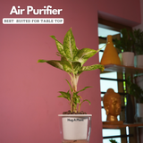 Dieffenbachia Sparkles - Live Plant (With 5 Inch Self-Watering Pot & Plant)