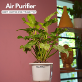 Philodendron Xanadu Golden (Thaumatophyllum Xanadu)- Live Plant (With 5 Inch Self-Watering Pot & Plant)