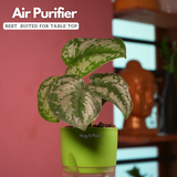 Silver Pictus / Silver Satin Pothos - Live Plant ( 4 Inch With Self-Watering Pot & Plant)