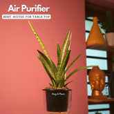 Sansevieria Silver Princess / Snake Plant (Sansevieria trifasciata)- Live Plant (With 5 Inch Self-Watering Pot & Plant)