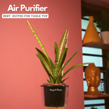 Sansevieria Silver Princess / Snake Plant (Sansevieria trifasciata)- Live Plant (With 5 Inch Self-Watering Pot & Plant)