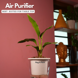 Bird Of Paradise (Strelitzia reginae)- Live Plant (With 5 Inch Self-Watering Pot & Plant)