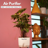 Syngonium Red Plum Plant (Pink veins) - Live Plant (With Self-Watering Pot & Plant)