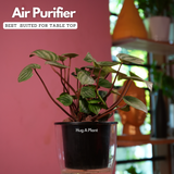 Watermelon Peperomia (Peperomia argyreia) - Live Plant (With 5 Inch Self-Watering Pot & Plant)