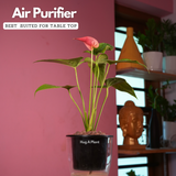 Red Anthurium (Anthurium andraeanum) Flowering/Ornamental Live Plant (With 5 Inch Self-Watering Pot & Plant)