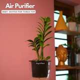 Zamioculcas zamiifolia ƒ??Zenziƒ?? Dwarf ZZ Plant- Live Plant (With 5 Inch Self-Watering Pot & Plant)