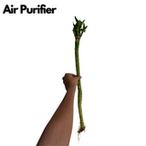 Lotus Bamboo Stick 50cm - Live Plant (Home & Garden)