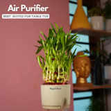 3 Layer Lucky Bamboo - Live Plant (With Self-Watering Pot & Plant)