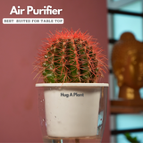 Ball Cactus Red (echinocactus grusonii) - Live Plant (With 5 Inch Self-Watering Pot & Plant)