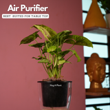 Syngonium Lemon - Live Plant (With 5 Inch Self-Watering Pot & Plant)