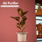 Aglaonema Lipstick - Live Plant (With 5 Inch Self-Watering Pot & Plant)