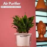 Dracaena Compacta - Live Plant (With 5 Inch Self-Watering Pot & Plant)