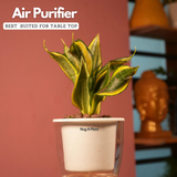 Sansevieria Crooked / Snake Plant (Dracaena trifasciata)- Live Plant (With 5 Inch Self-Watering Pot & Plant)