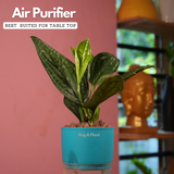 Monstera Peru (Monstera karstenianum)- Live Plant (With 4 Inch Self-Watering Pot & Plant)