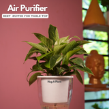 Philodendron Birkin / White Wave - Live Plant (With 5 Inch Self-Watering Pot & Plant)