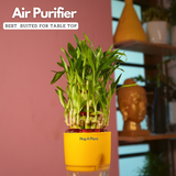 3 Layer Lucky Bamboo - Live Plant (With Self-Watering Pot & Plant)