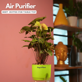 Syngonium Red Plum Plant (Pink veins) - Live Plant (With Self-Watering Pot & Plant)